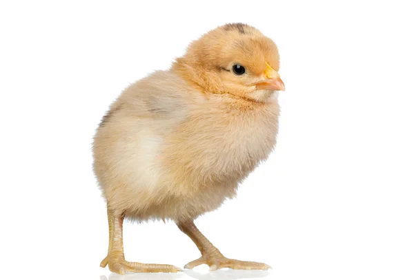 Kleines gelbes Huhn — Stockfoto