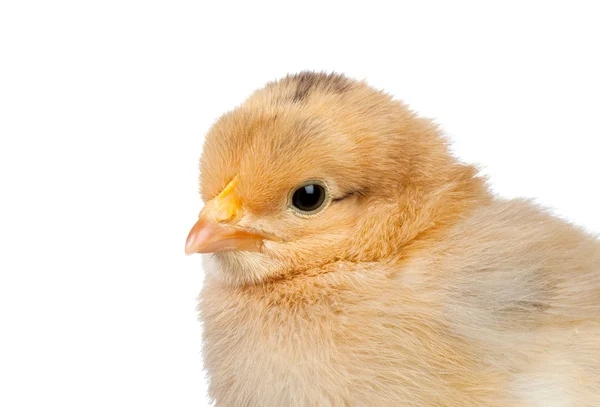 Kleines gelbes Huhn — Stockfoto