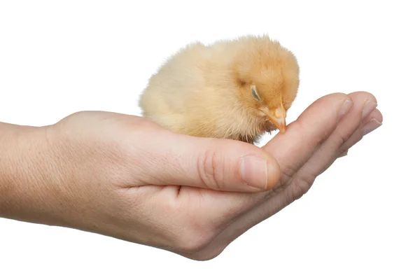 Pequeno frango amarelo dormindo em uma mão — Fotografia de Stock