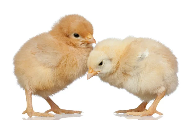 Twee kleine gele kip — Stockfoto