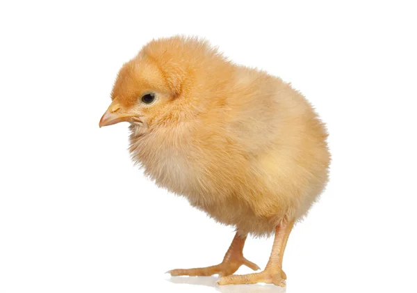 작은 노란색 닭고기 — 스톡 사진