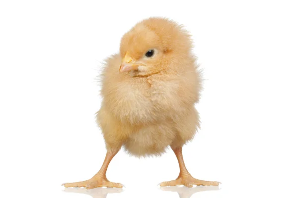 Kleine gele kip — Stockfoto