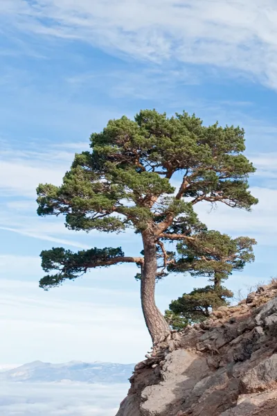 Gefährlicher Baum auf einer Klippe — Stockfoto