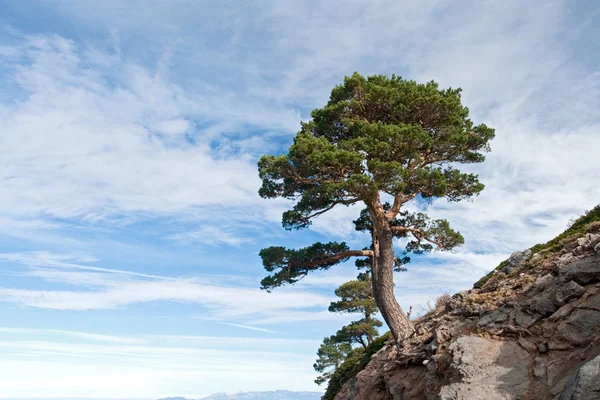 Niebezpieczne drzewo położony jest na klifie — Zdjęcie stockowe