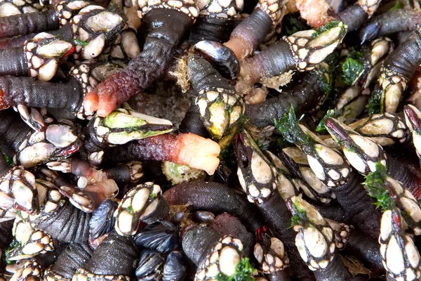 Macro barnacles — Stock Photo, Image