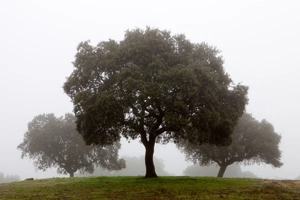 stock image Trees surrounded by fog