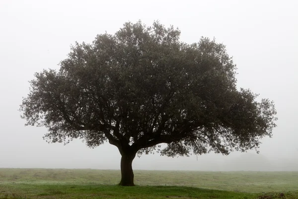 Дерево в оточенні туману — стокове фото