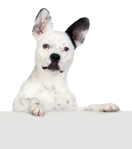 Zabawny pies czarny i biały, z wielkimi uszami — Zdjęcie stockowe