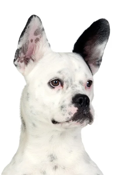 Μαύρο και άσπρο με μεγάλα αυτιά αστείο σκύλο — Φωτογραφία Αρχείου