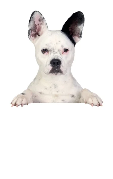 Lustiger Hund schwarz-weiß — Stockfoto