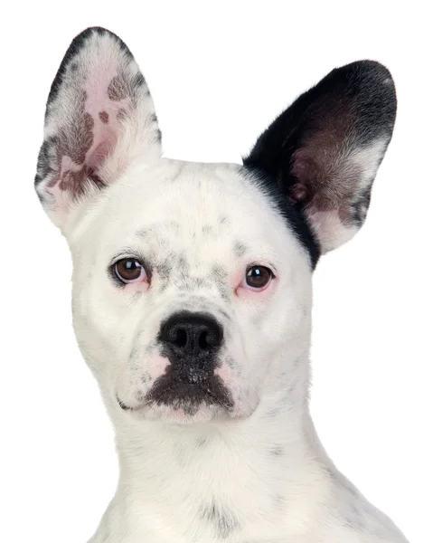 Смешная собака черно-белая с большими ушами — стоковое фото