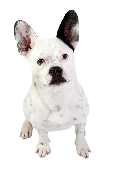 Cão engraçado preto e branco com orelhas grandes — Fotografia de Stock