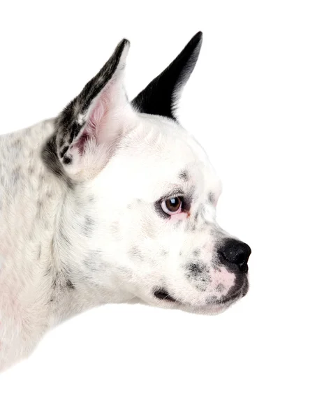 웃 긴 강아지 검은색과 흰색 측면에서 큰 귀로 — 스톡 사진