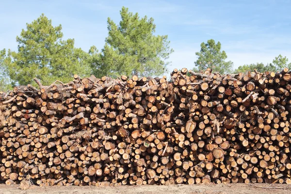 Brennholz aus Kiefern gestapelt — Stockfoto