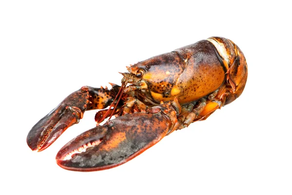 stock image Nice piece of lobster