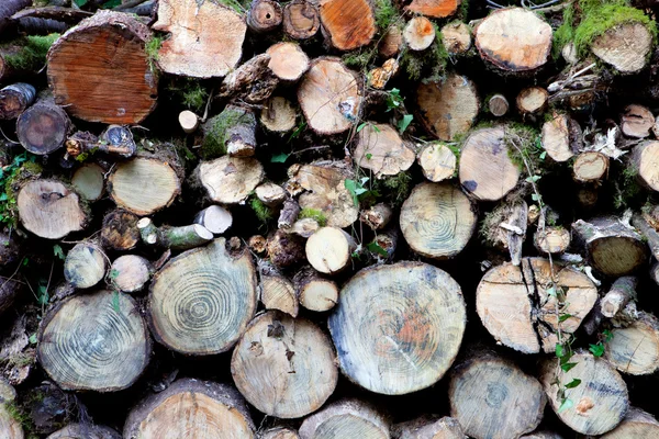 Tronchi di legno impilati — Foto Stock