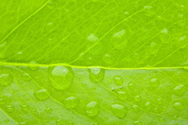 A photo macro of leaf green — Stock Photo, Image