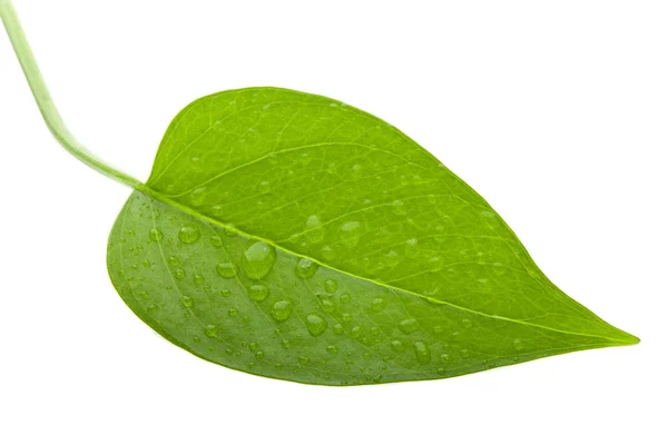 Liść zielony i świeże izolacji — Zdjęcie stockowe