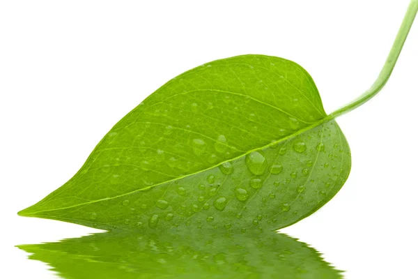 잎 녹색 신선한 절연 — 스톡 사진