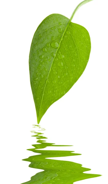 Зеленый лист и свежая изоляция — стоковое фото