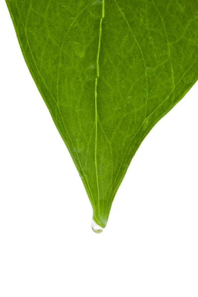 Πράσινο φύλλο με μια σταγόνα δροσιάς πέφτει — Φωτογραφία Αρχείου
