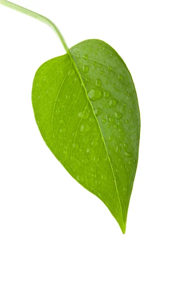 Liść zielony i świeże izolacji — Zdjęcie stockowe