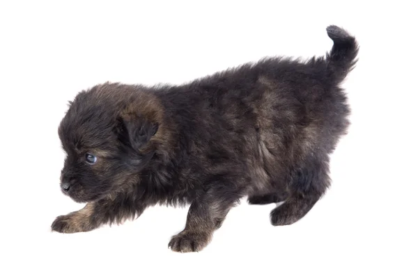 Cute puppy dog brown — Stok Foto