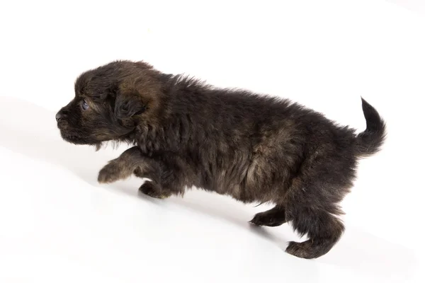 Carino cane cucciolo marrone — Foto Stock
