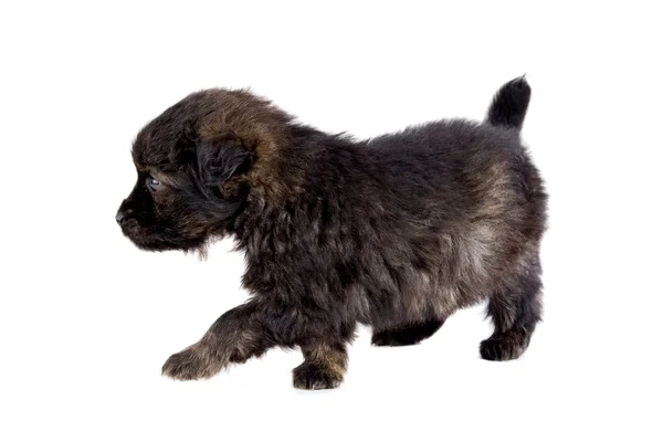 귀여운 강아지 갈색 — 스톡 사진