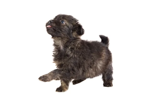 Roztomilé štěně pes hnědý — Stock fotografie