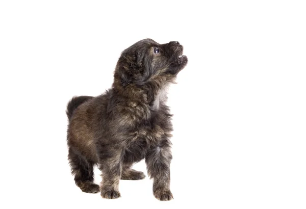 Chiot mignon chien brun — Photo