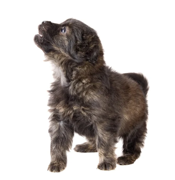 Симпатичный щенок коричневого цвета — стоковое фото