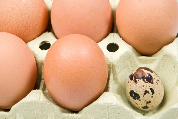 Diferentes ovos — Fotografia de Stock