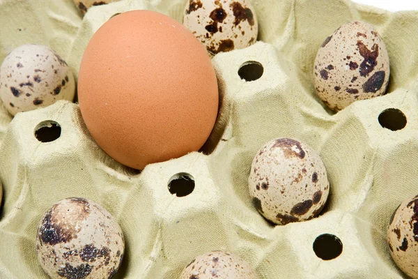 Différents œufs — Photo