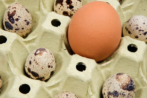 Differents eieren — Stockfoto