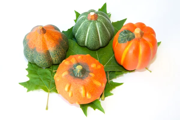 Pumpkins about four green leaf — Stock Photo, Image