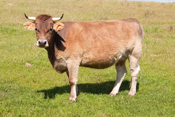 stock image Cow in the field