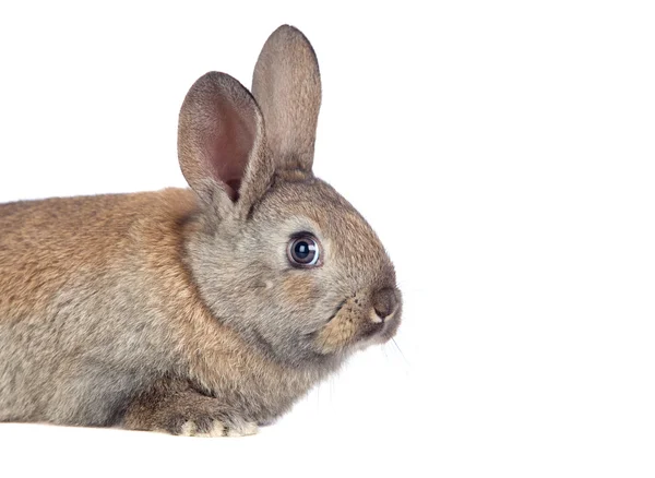 漂亮的棕色小兔子 — 图库照片