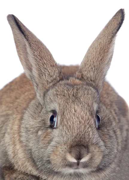 Fin brun kanin — Stockfoto