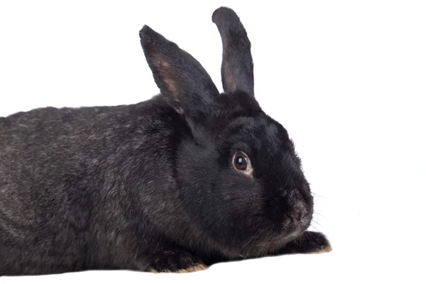 Nice black bunny — Stock Photo, Image