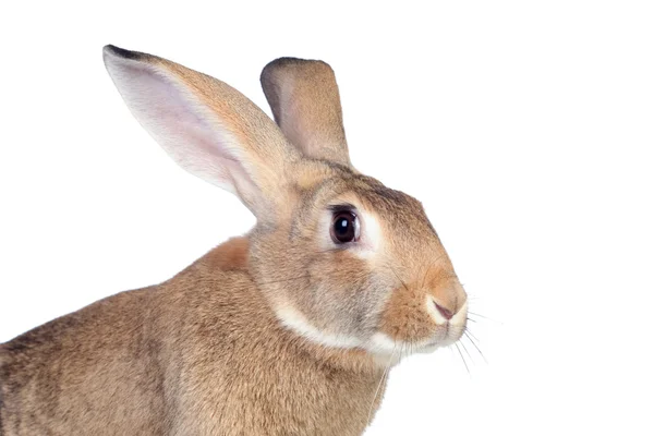 Nice brown bunny — Stock Photo, Image