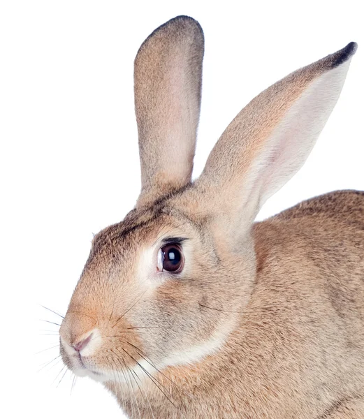 Bel coniglietto marrone — Foto Stock