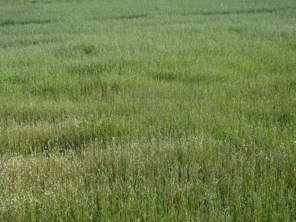 พื้นผิวหญ้า — ภาพถ่ายสต็อก