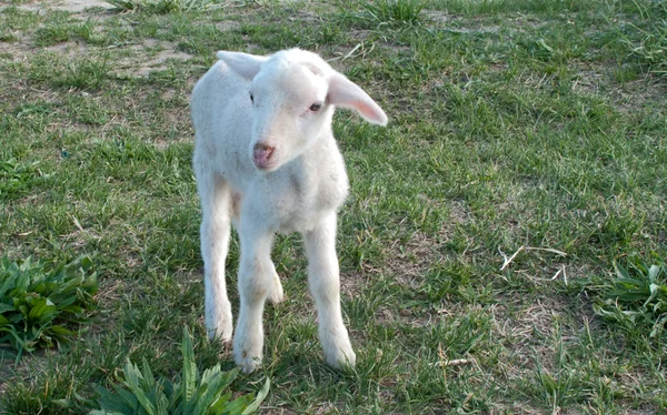Bambino pecora nel campo — Foto Stock