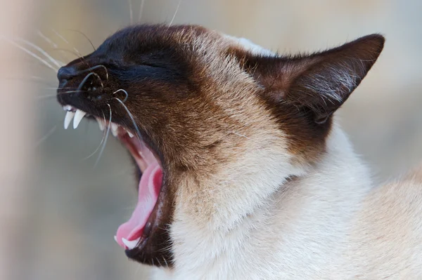 stock image Photo of the mouth of a cat