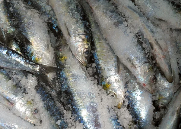 Verse sardines — Stockfoto