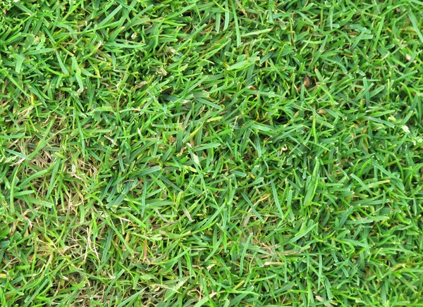Linda grama verde — Fotografia de Stock