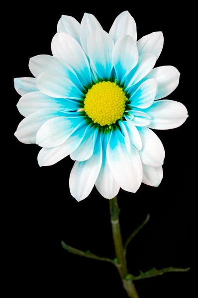 stock image Flower