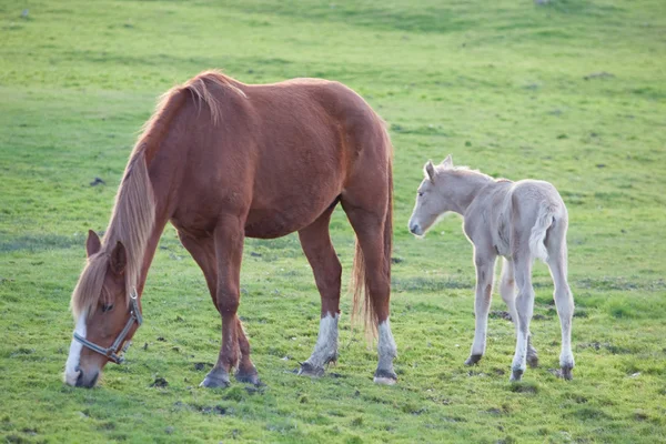 Schattige baby paard met haar moeder — Stockfoto