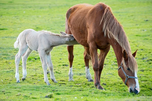 Cavalo com seu filho comendo grama — Fotografia de Stock